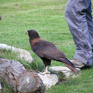 Stanley the striated caracara at Birdworld, 20 June 2010