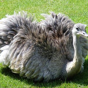 Greater rhea at Birdworld, 20 June 2010