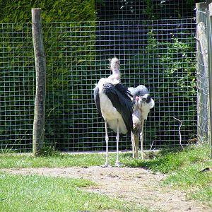 Marabou storks at Birdworld, 20 June 2010