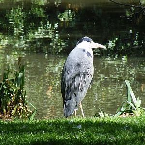 Grey heron at Birdworld, 20 June 2010