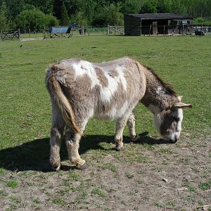 Monty the donkey at Birdworld, 20 June 2010