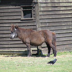 Shetland pony at Birdworld, 20 June 2010