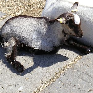 Pygmy goat kid at Birdworld, 20 June 2010