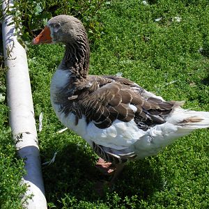 American buff goose cross at Birdworld, 20 June 2010