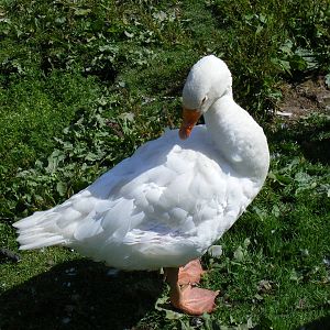 Embden goose at Birdworld, 20 June 2010