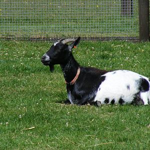 British alpine/Saanen cross at Birdworld, 20 June 2010