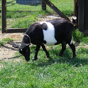 Pygmy goat at Birdworld, 20 June 2010