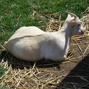 Golden Guernsey goat at Birdworld, 20 June 2010