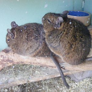 Degus at Birdworld, 20 June 2010
