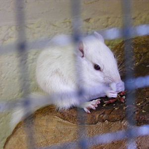 Chipmunk at Birdworld, 20 June 2010