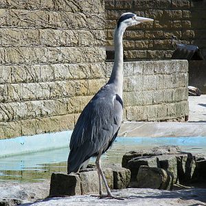 Wild heron at penguin pool at Birdworld, 20 June 2010