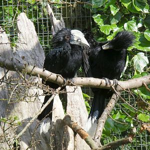 Black hornbills at Birdworld, 20 June 2010