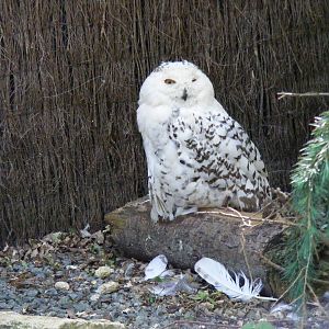Snowy owl at Birdworld, 20 June 2010