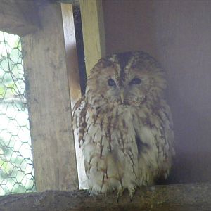 Tawny owl at Birdworld, 20 June 2010