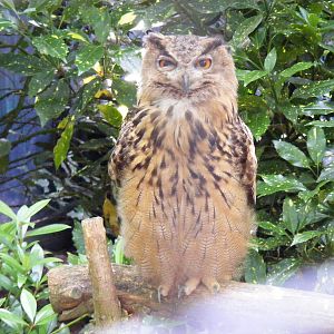 Eurasian eagle owl at Birdworld, 20 June 2010