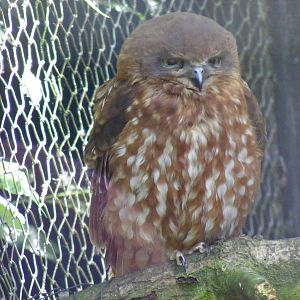 Boobook owl at Birdworld, 20 June 2010