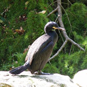 Shag at Birdworld, 20 June 2010