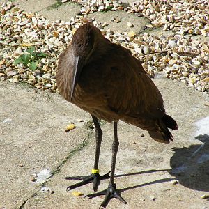 Hamerkop at Birdworld, 20 June 2010