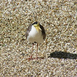 Yellow-wattled plover at Birdworld, 20 June 2010