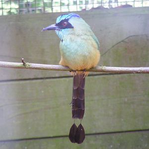 Blue-crowned motmot at Birdworld, 20 June 2010