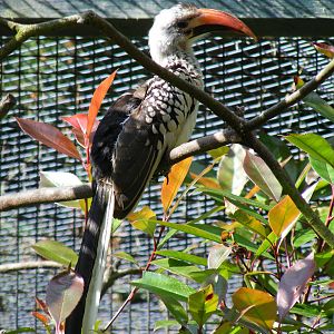 Red-billed hornbill at Birdworld, 20 June 2010