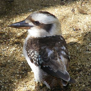 Laughing kookaburra at Birdworld, 20 June 2010