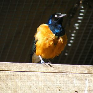 Superb starling at Birdworld, 20 June 2010