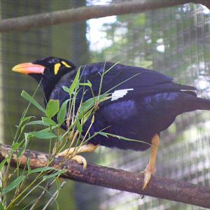 Yo-Yo the Java hill mynah at Birdworld, 20 June 2010