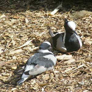 Blacksmith plovers at Birdworld, 20 June 2010
