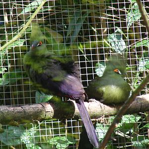 Buffon's turacoes at Birdworld, 20 June 2010