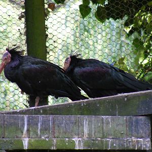 Waldrapp ibises at Birdworld, 20 June 2010
