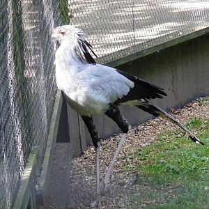 Secretary bird at Birdworld, 20 June 2010