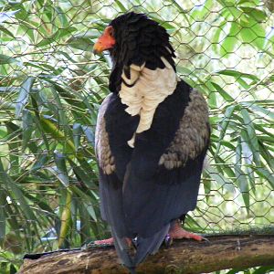 Bateleur eagle at Birdworld, 20 June 2010