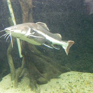Red-tailed catfish at Birdworld, 20 June 2010