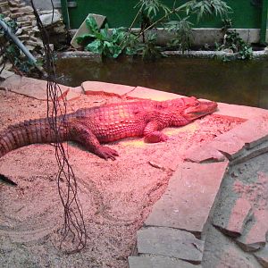 Spectacled caiman (?) at Birdworld, 20 June 2010