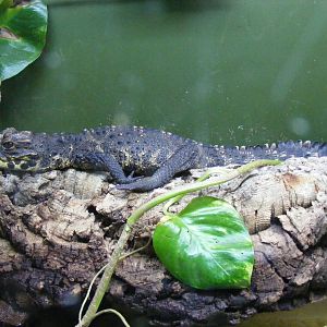West African dwarf crocodile at Birdworld, 20 June 2010