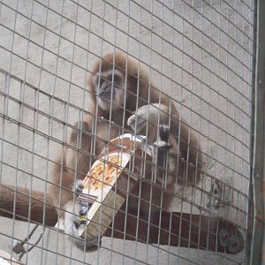 Benny Endorsing Wegmans