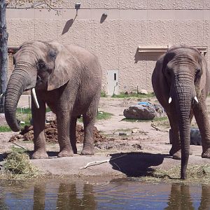 Girls at the Watering Hole.
