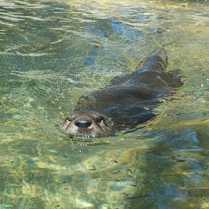 Admiral swimming your way!