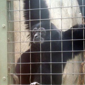 Spying on the neighbors