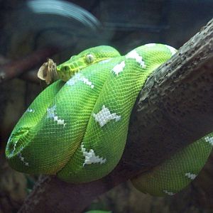 Emerald Tree Snake
