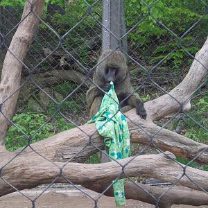 Pitted with his blankie.