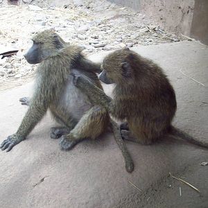 Hold on, there's one more...