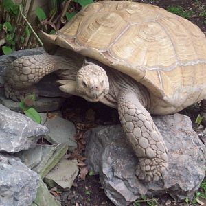 I'm the king of this rock!