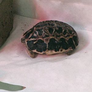 Baby Spider Tortoise?