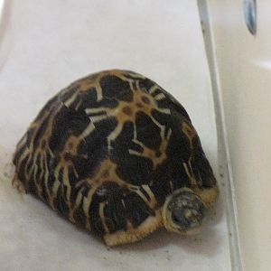 Baby Radiated Tortoise?