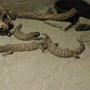 Mexican Beaded Lizards