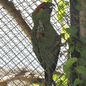 Thick-billed Parrot