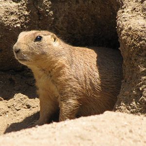 Prairie Dog