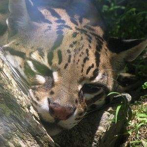 Ocelot